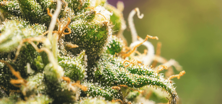 Benefits of weed