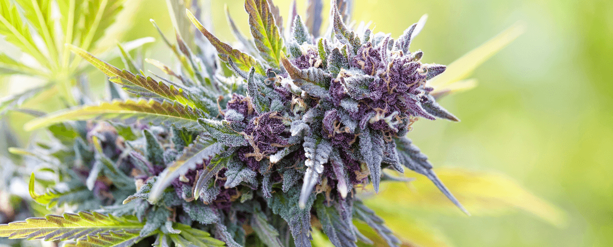 What are the Differences Between LSD and Weed? 