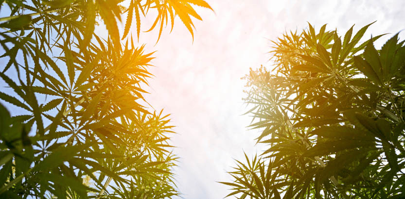 weedsmart_image_Sativa Strain Effects & Benefits