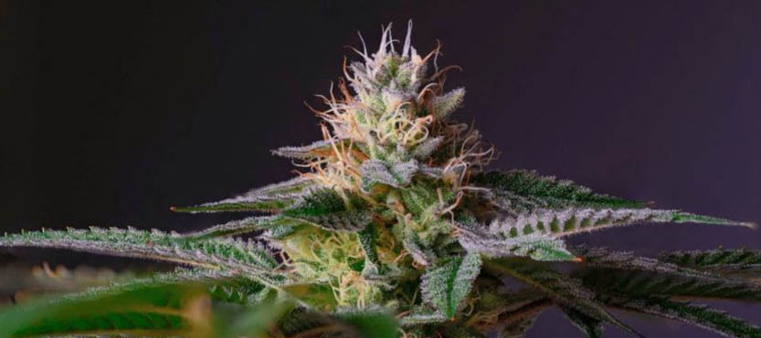 What Exactly are The Dangers of Using Sativa Strains for Health Purposes?