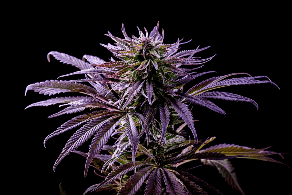 weedsmart_image_What are Cannabis Flowers?