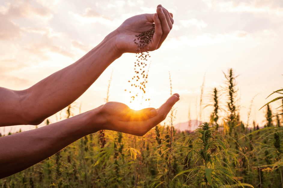 weedsmart_image_What are Cannabis Seeds