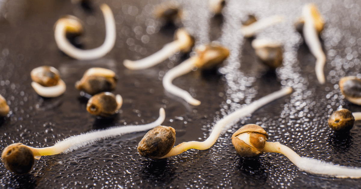 weedsmart_image_Cannabis Seed Germination: How To Germinate Weed Seeds?