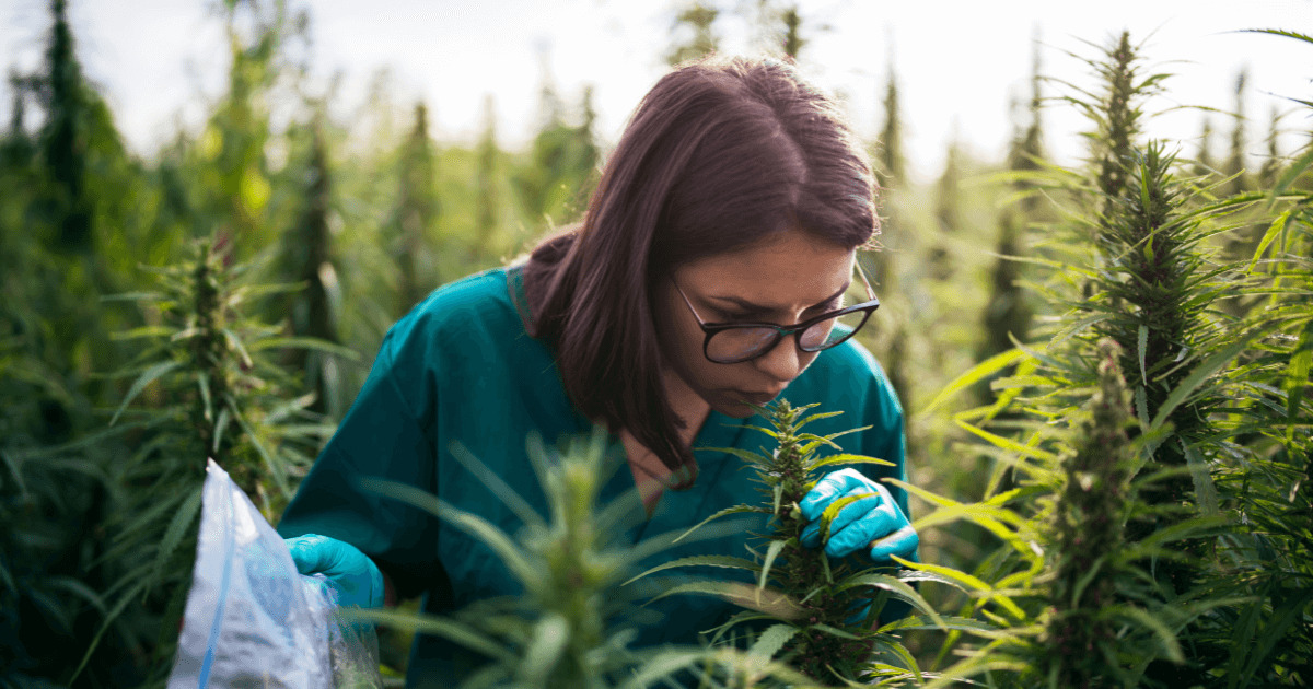 weedsmart_image_What Does Weed Smell Like?