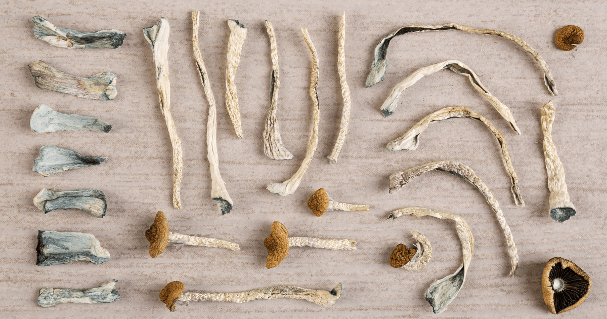 weedsmart_image_What Are the Best Magic Mushroom Strains?