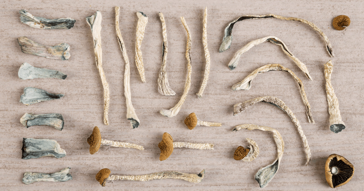 weedsmart_image_Learn How to Dry Shrooms