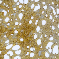 weedsmart_image_House Shatter – Durban Poison (Sativa)