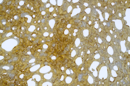weedsmart_image_House Shatter – Durban Poison (Sativa)