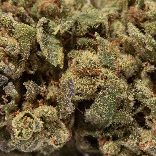 weedsmart_image_Strawberry Guava (AA+)
