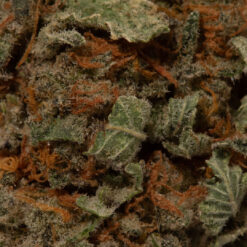 weedsmart_image_Alien Cookies (AA)