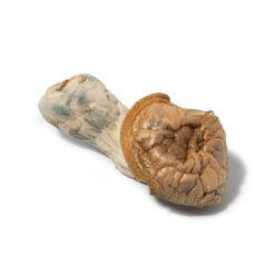 weedsmart_image_Gold Emperor