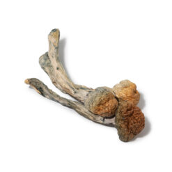 weedsmart_image_Trinity