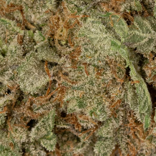 weedsmart_image_Permanent Marker (AAAA)