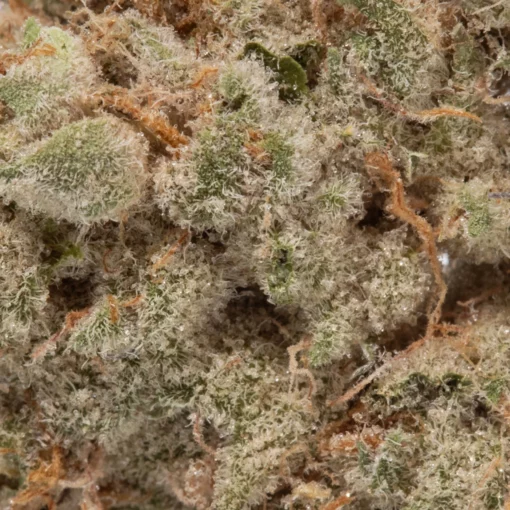 weedsmart_image_Jack Herer (AAAA+)