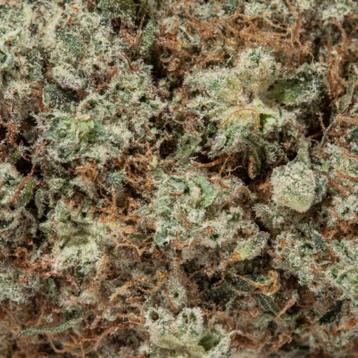 weedsmart_image_Candy Jack (AAAA)
