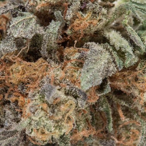 weedsmart_image_Blackberry Cream (AAAA Popcorn)