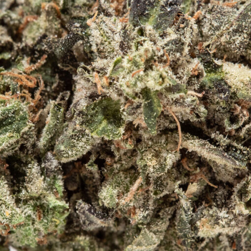 weedsmart_image_Master Kush (AAAA Popcorn)