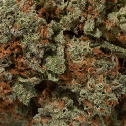 weedsmart_image_God's Gift (AAA+)