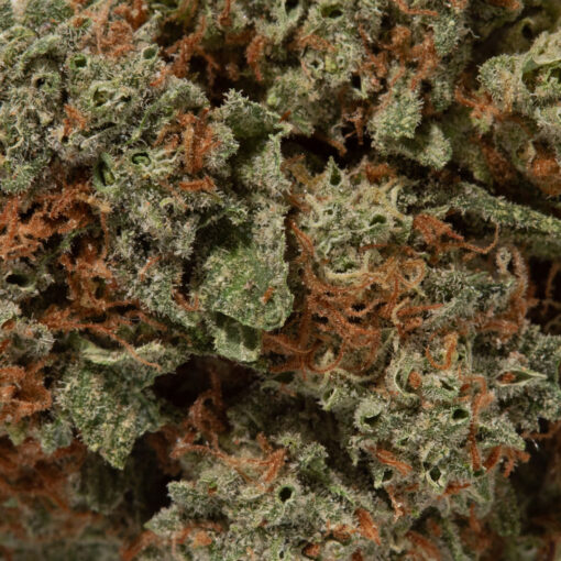 weedsmart_image_God's Gift (AAA+)