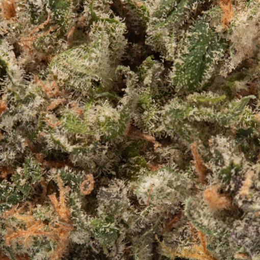 weedsmart_image_Lemon Meringue (AAAA+)