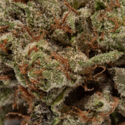 weedsmart_image_Granddaddy Purple (AAAA/Popcorn)