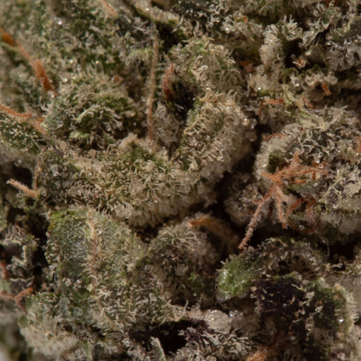 weedsmart_image_Mochi (AAAA/Popcorn)