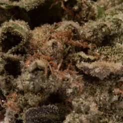 weedsmart_image_Romulan (AAAA/Popcorn)