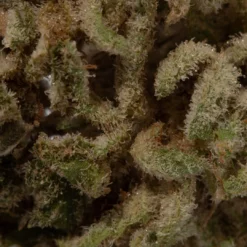 weedsmart_image_Citrus Sap (AAAA+/Popcorn)