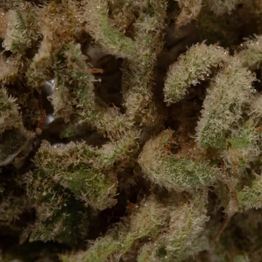 weedsmart_image_Citrus Sap (AAAA+/Popcorn)