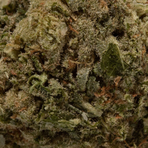 weedsmart_image_Papaya (AA)