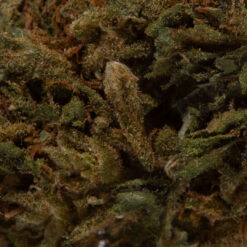 weedsmart_image_White Russian (AA)