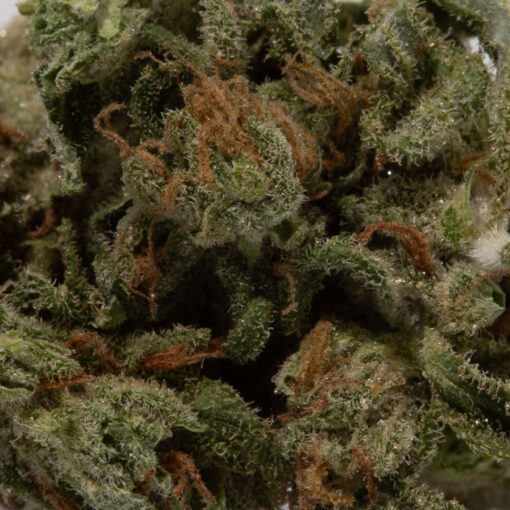 weedsmart_image_Banana Kush (AA)