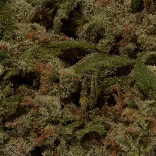 weedsmart_image_Ice Cream Cake (AAA+)