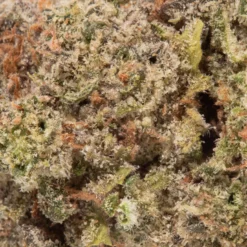 weedsmart_image_Purple Haze (AAAA+)