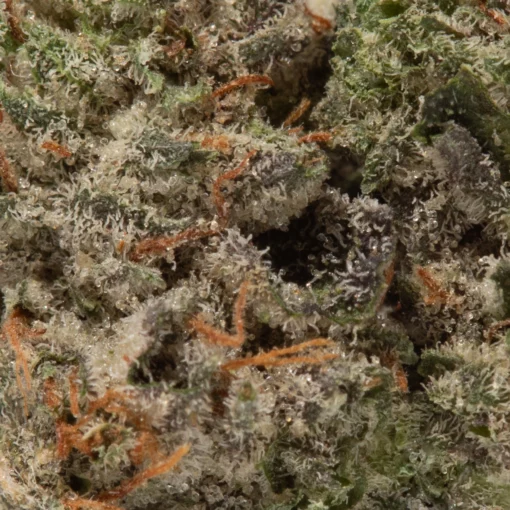 weedsmart_image_Blue Dream (AAAA/Popcorn)