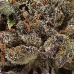 weedsmart_image_Grape Ape (AAAA/Popcorn)