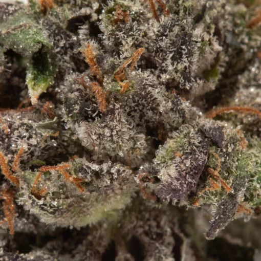 weedsmart_image_Grape Ape (AAAA/Popcorn)