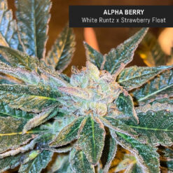 weedsmart_image_Alpha Berry