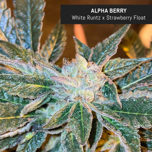 weedsmart_image_Alpha Berry