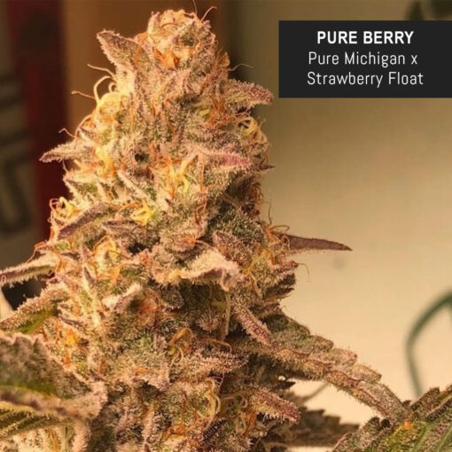 weedsmart_image_Pure Berry