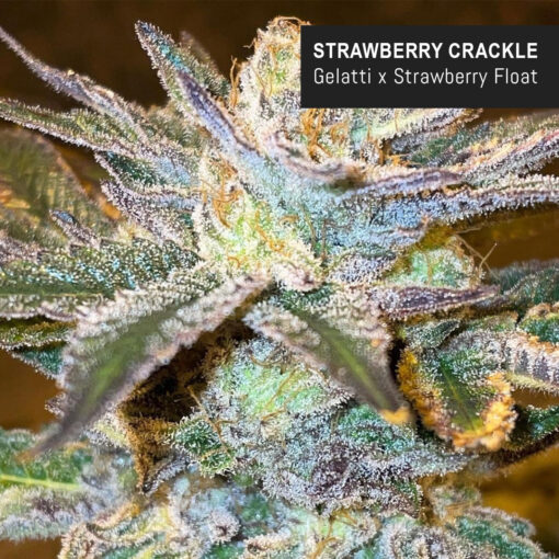 weedsmart_image_Strawberry Crackle