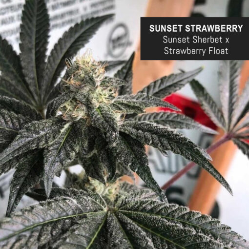 weedsmart_image_Strawberry Sunset