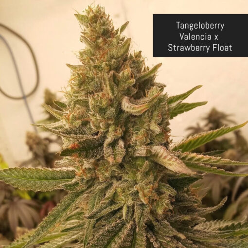 weedsmart_image_Tangle Berry