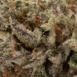 weedsmart_image_God Father OG (AAA+)