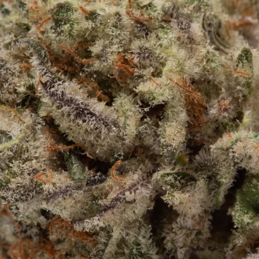 weedsmart_image_God Father OG (AAA+)