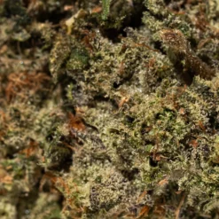 weedsmart_image_Glitter Bomb (AAAA+)