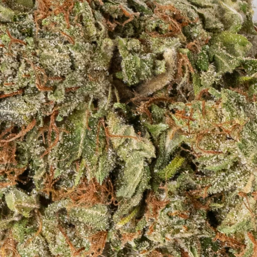 weedsmart_image_Orange Kush (AA)
