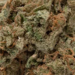 weedsmart_image_Sundae Driver (AAA)