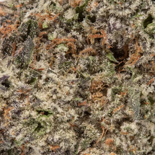 weedsmart_image_Gastro Pop (Craft/AAAAA)