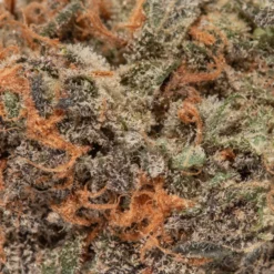 weedsmart_image_Goudaberry (AAAAA+/Craft)